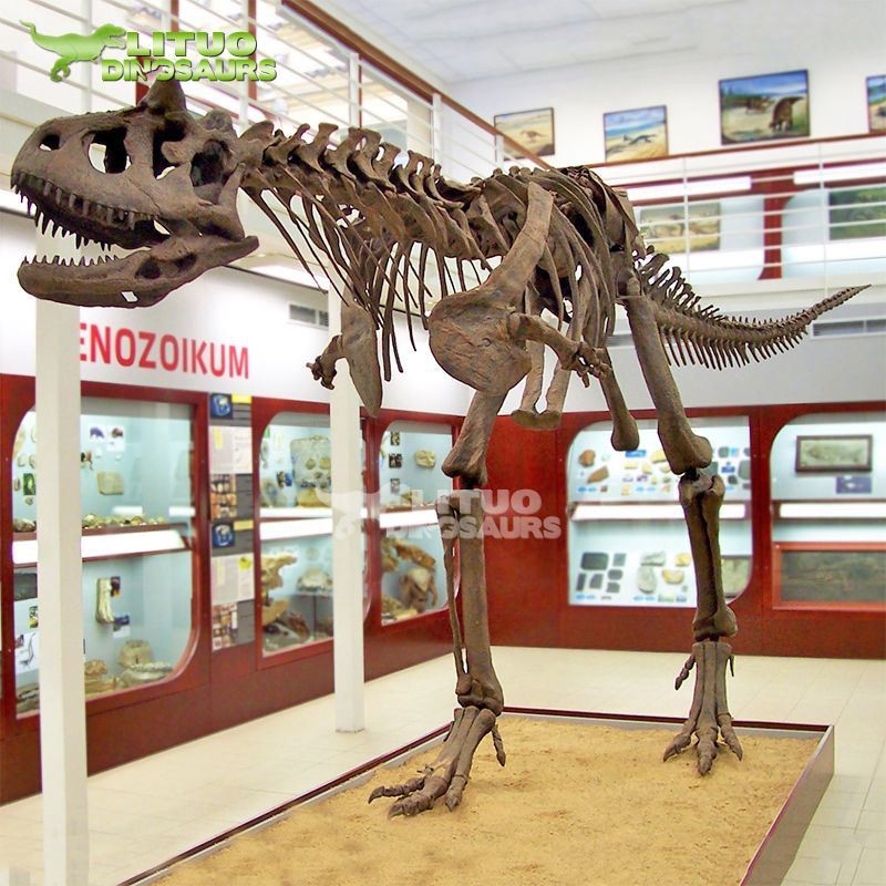 Kilè eskèlèt Carnotaurus