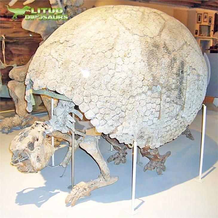 2Glyptodon Fossil(001)