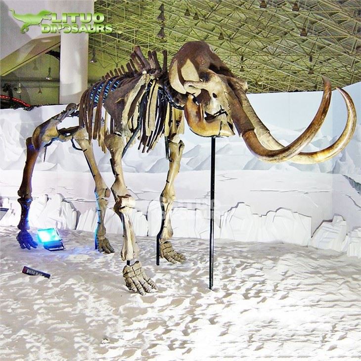 2prehistoric animal mamooth skeleton(001)