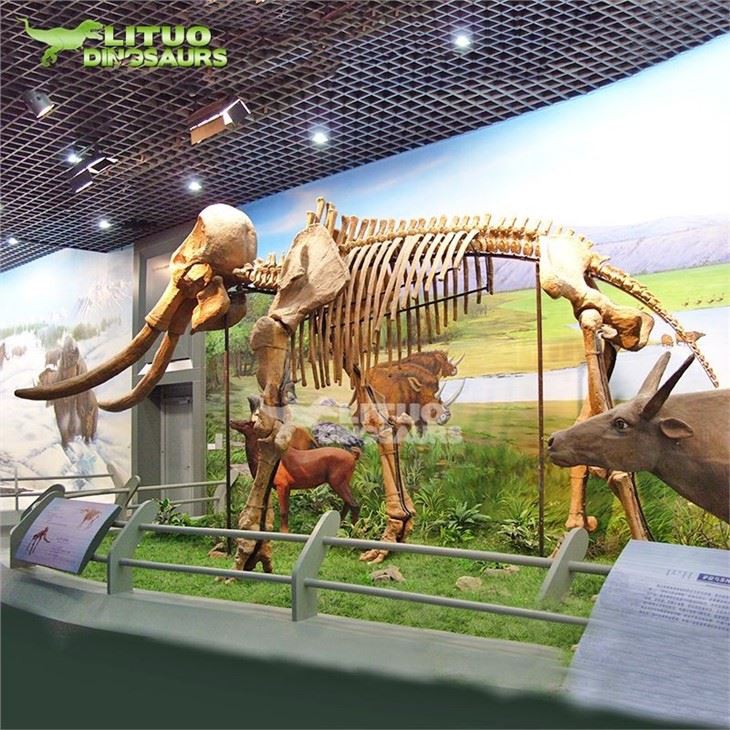 4mammoth fossil(001)