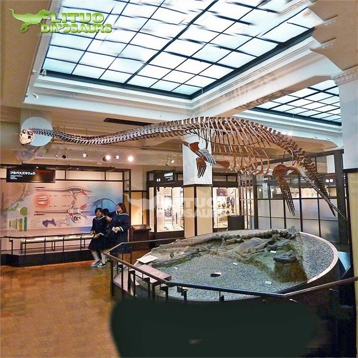 4Plesiosaur Dino Fossil(001)
