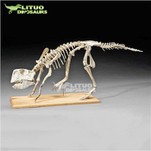Psittacosaurus kilè eskèlèt