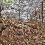 T-rex kilè eskèlèt